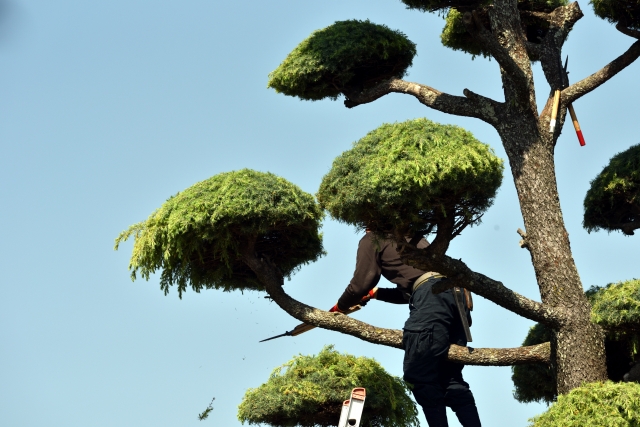 剪定・手入れ作業の様子